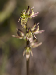 Prasophyllum concinnum
