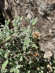 Helichrysum lepidissimum