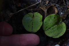 Corybas macranthus