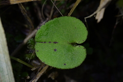 Corybas macranthus