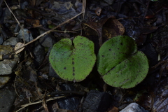 Corybas macranthus