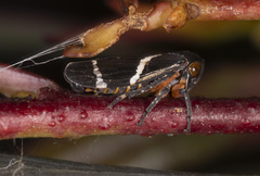 Eurymeloides bicincta