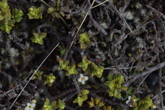 Pimelea microphylla