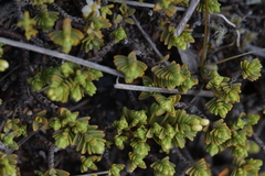 Pimelea microphylla