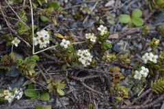 Pimelea microphylla