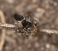 Maratus proszynskii