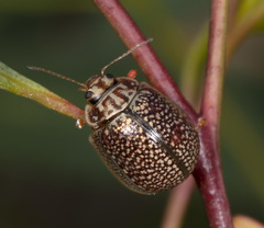 Paropsisterna decolorata