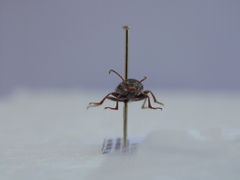 Helopini
