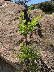 Afrocanthium mundianum