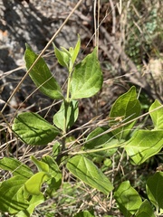 Afrocanthium mundianum