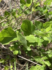 Afrocanthium mundianum