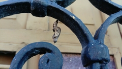 Dione vanillae incarnata