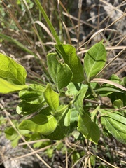 Afrocanthium mundianum