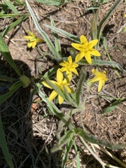 Hypoxis argentea argentea