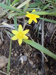 Hypoxis argentea argentea