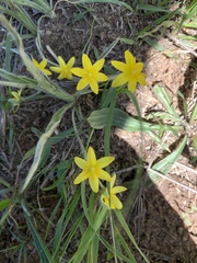 Hypoxis argentea argentea