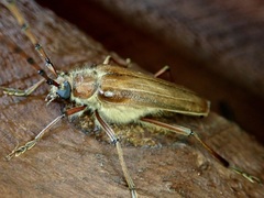 Ochrocydus huttoni