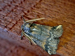 Declana junctilinea