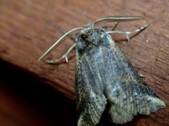 Declana junctilinea