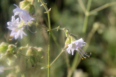 Mirabilis linearis linearis