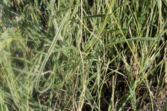 Mirabilis linearis linearis