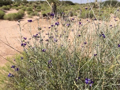 Psorothamnus scoparius