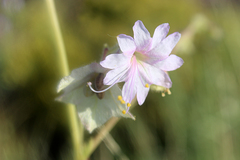 Mirabilis linearis linearis