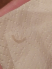 Cestoda