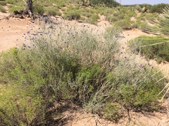 Psorothamnus scoparius