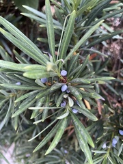 Podocarpus macrophyllus