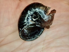 Wainuia