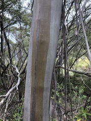 Eucalyptus moorei