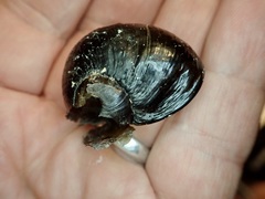Wainuia