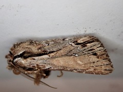 Ichneutica paracausta