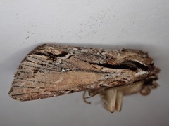 Ichneutica paracausta