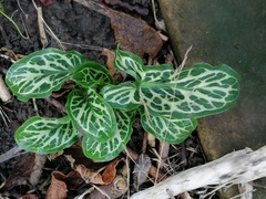 Arum italicum