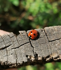 Coccinella septempunctata