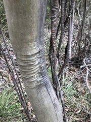 Eucalyptus moorei