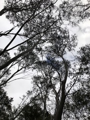 Eucalyptus moorei