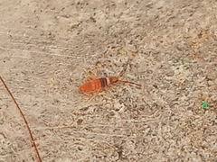 Entomobrya nigrocincta