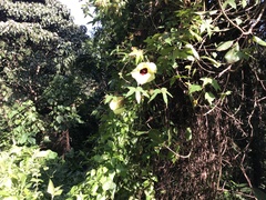 Hibiscus sabdariffa