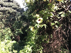 Hibiscus sabdariffa