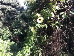 Hibiscus sabdariffa