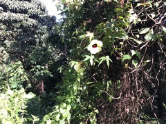 Hibiscus sabdariffa