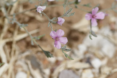 Frankenia serpyllifolia