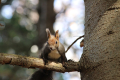 Sciurus vulgaris orientis