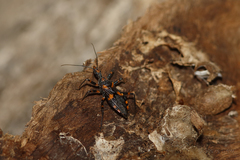 Havinthus rufovarius