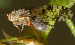 Tephritis poenia