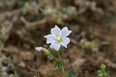Malva preissiana