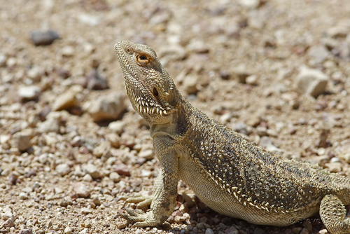 Central Bearded Dragon
